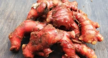 Cara Simpan Jahe Merah Agar Tahan Lama & Tidak Busuk