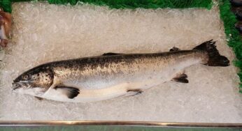 Ikan Sehat untuk Penderita Diabetes, Ini Pilihannya